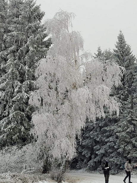 trauerbirke_im_schnee.jpg