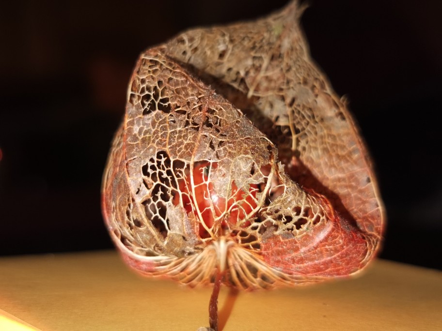 physalis_feb_2024.jpg