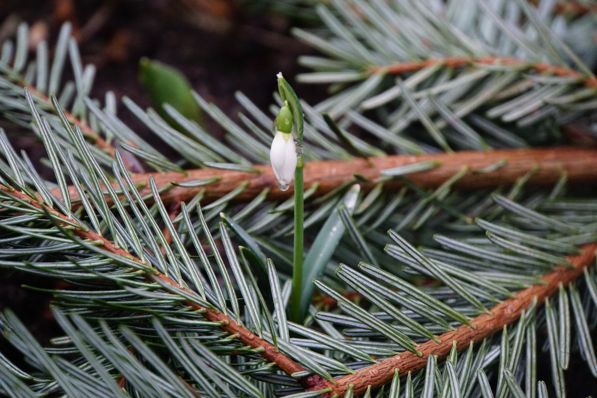 einzelschneegl__ckchen_feb_2024.jpg