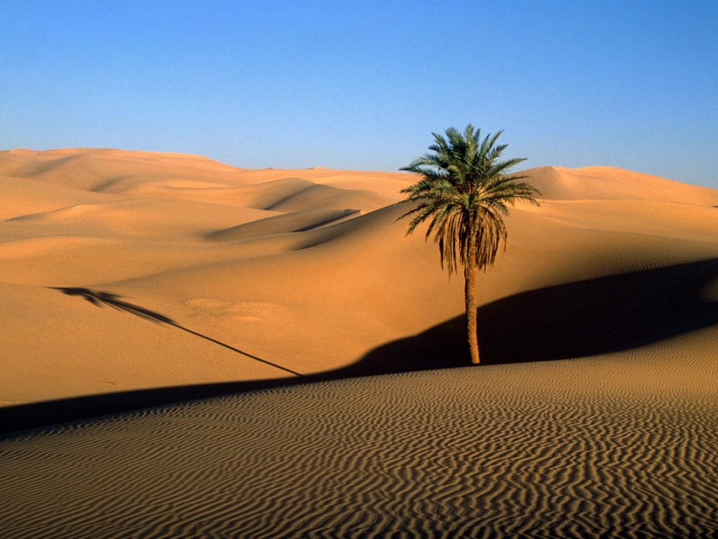 lone_palm_sahara_desert_7510_1024_768.jpg