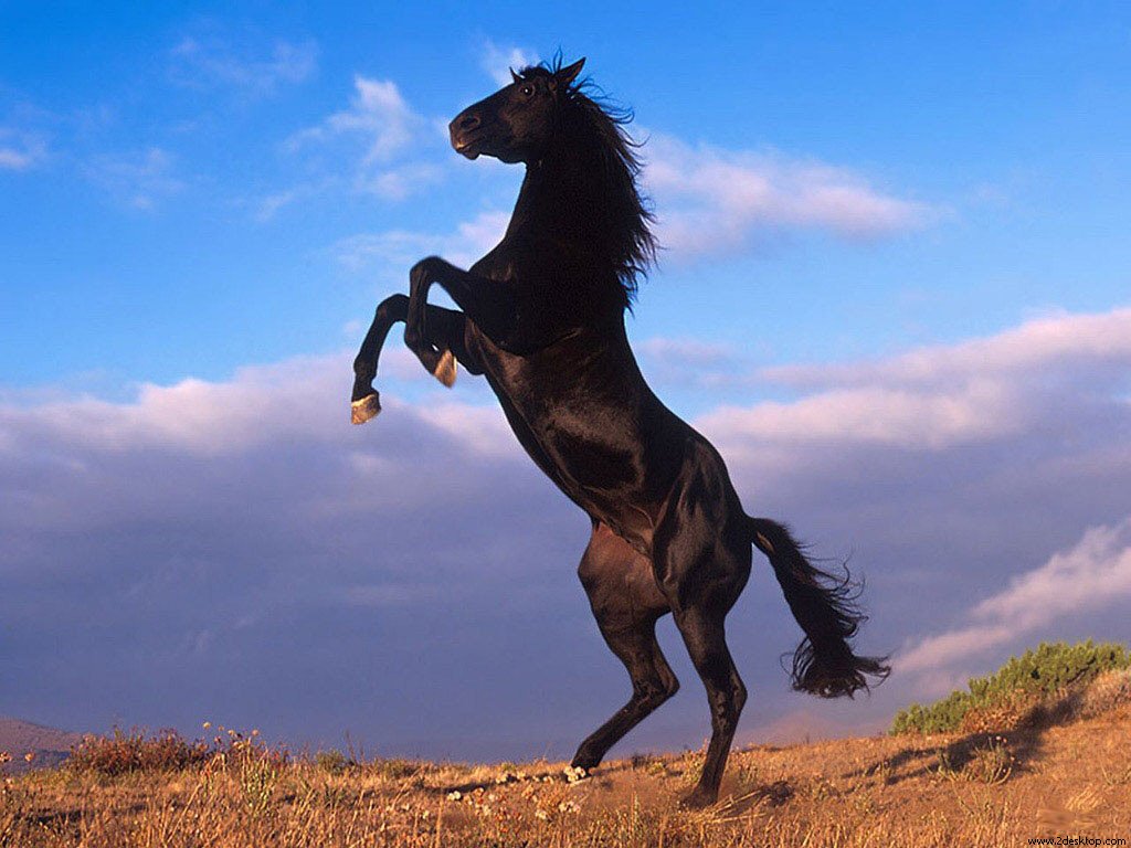 horse_dancing_7942_1024_768.jpg