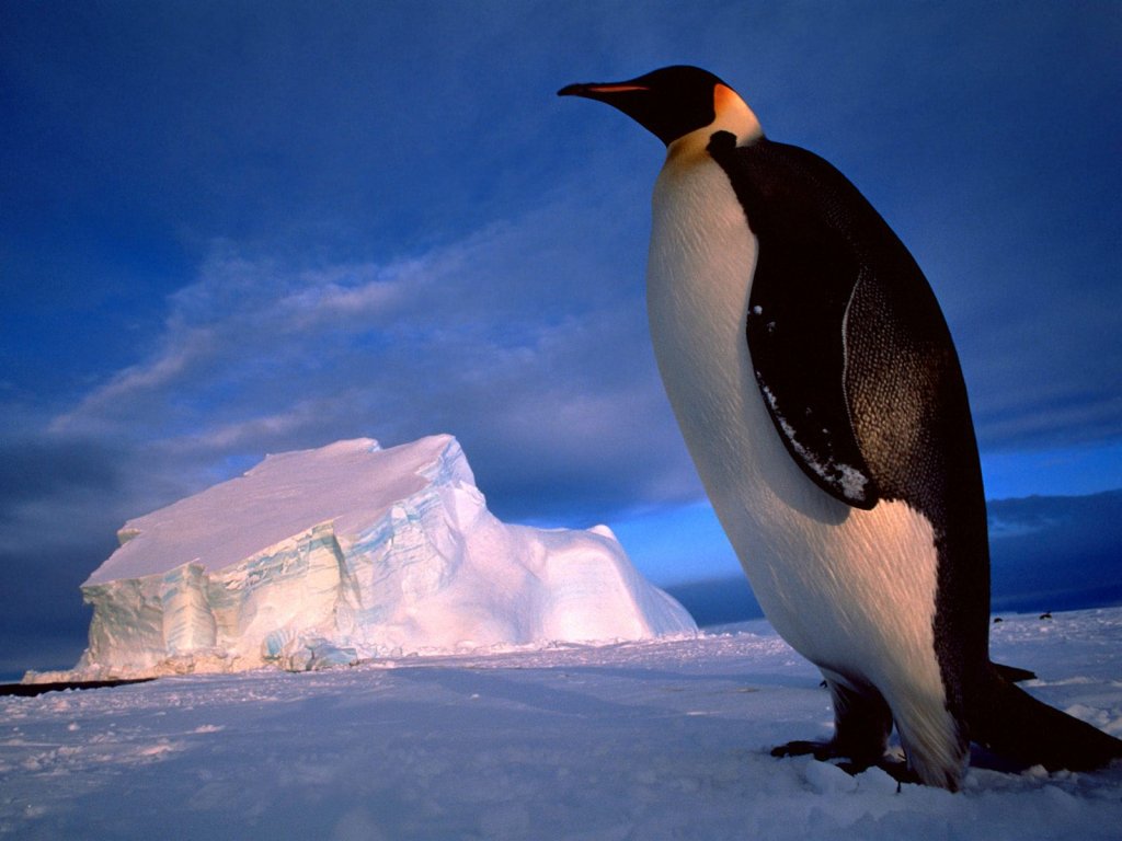 penguin_8532_1024_768.jpg