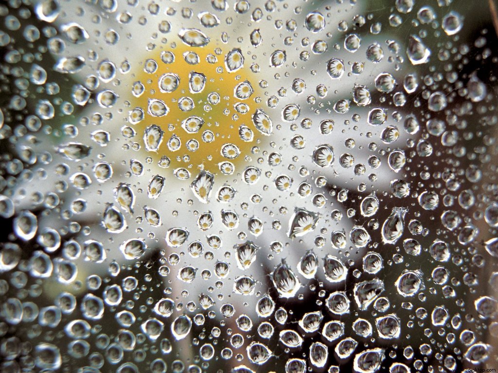 dew_drops_on_a_spider_web_8075_1024_768.jpg