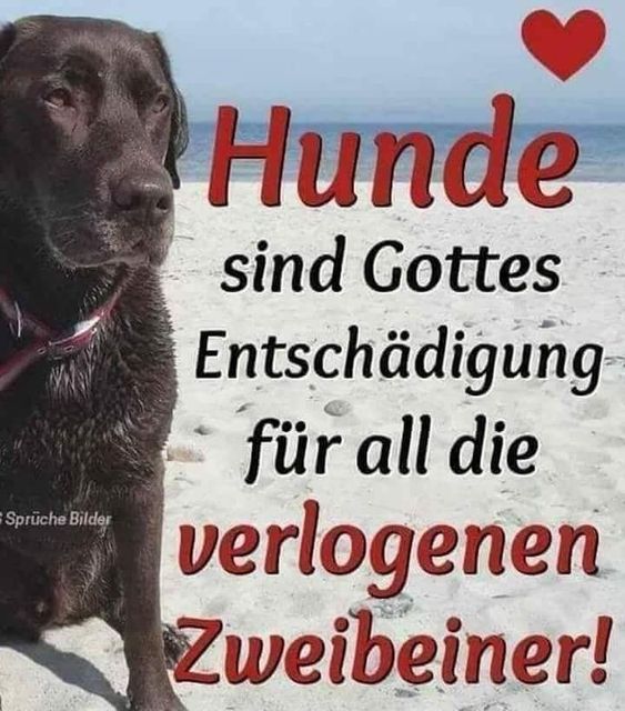 hunde_-_verlogene_zweibeiner.jpg