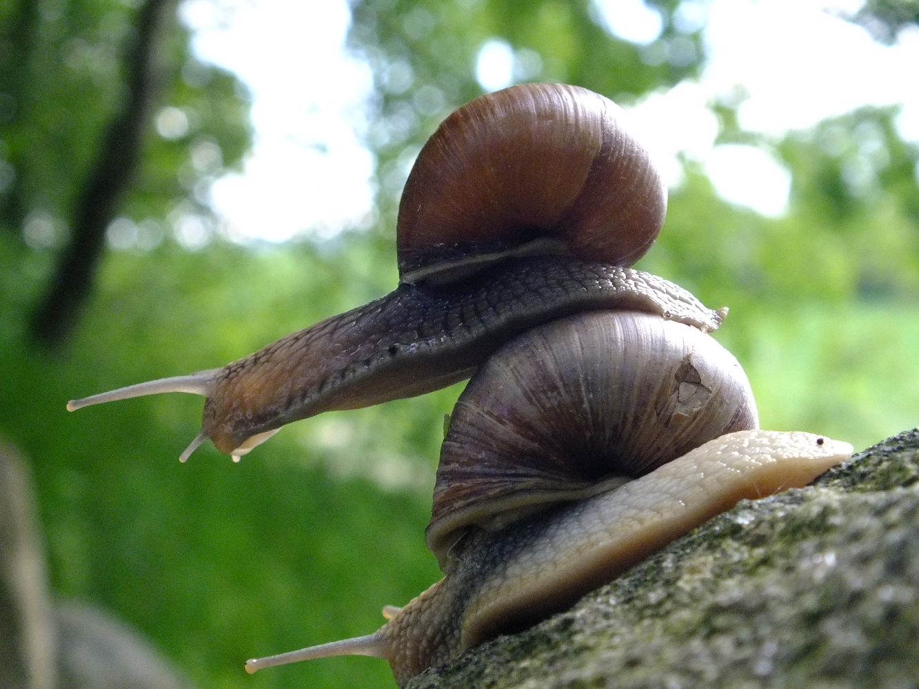 schnecke_zwei.jpg