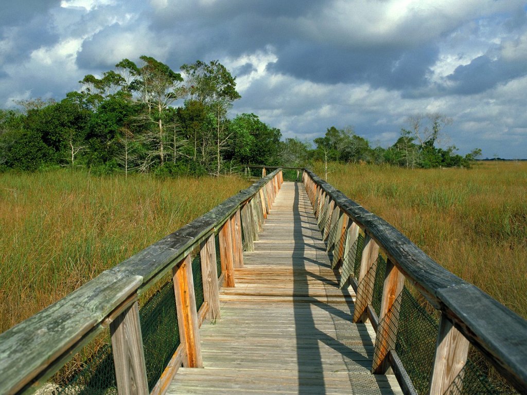 mahogany_hammock_trail_boardwalk_florida_75....jpg