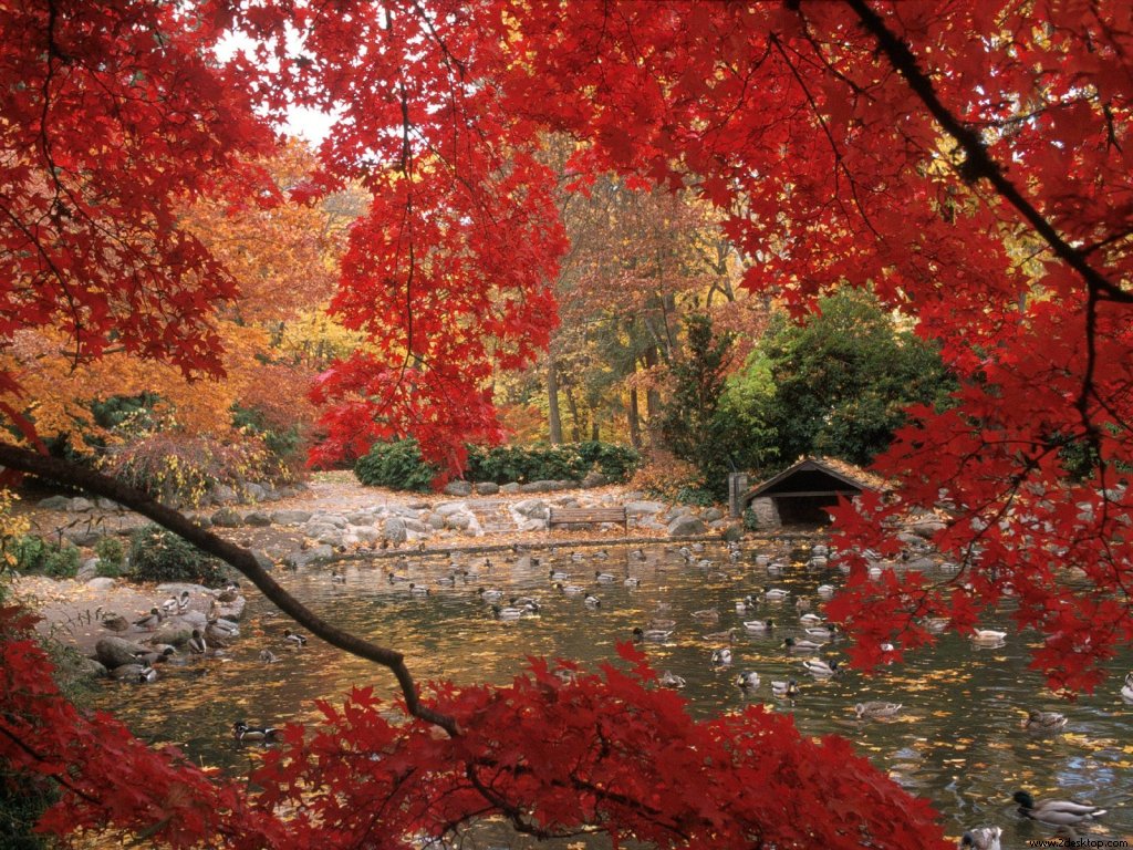 lithia_park_in_autumn_ashland_oregon_7492_10....jpg