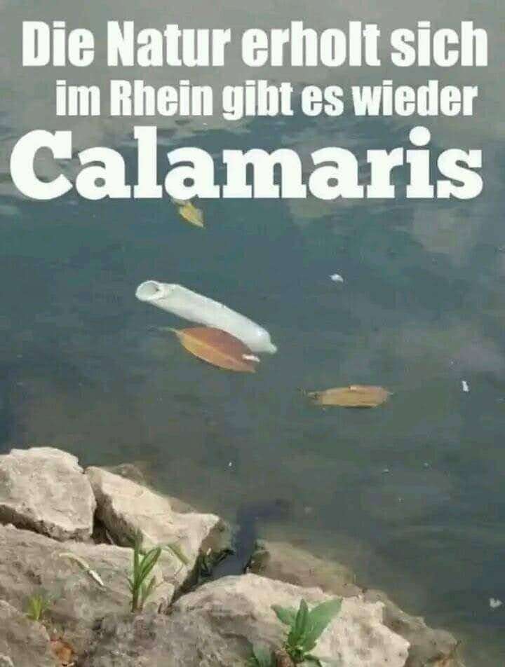 rhein.jpg