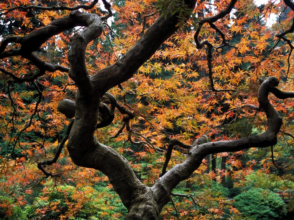 maple_tree_japanese_garden_portland_oregon_7....jpg