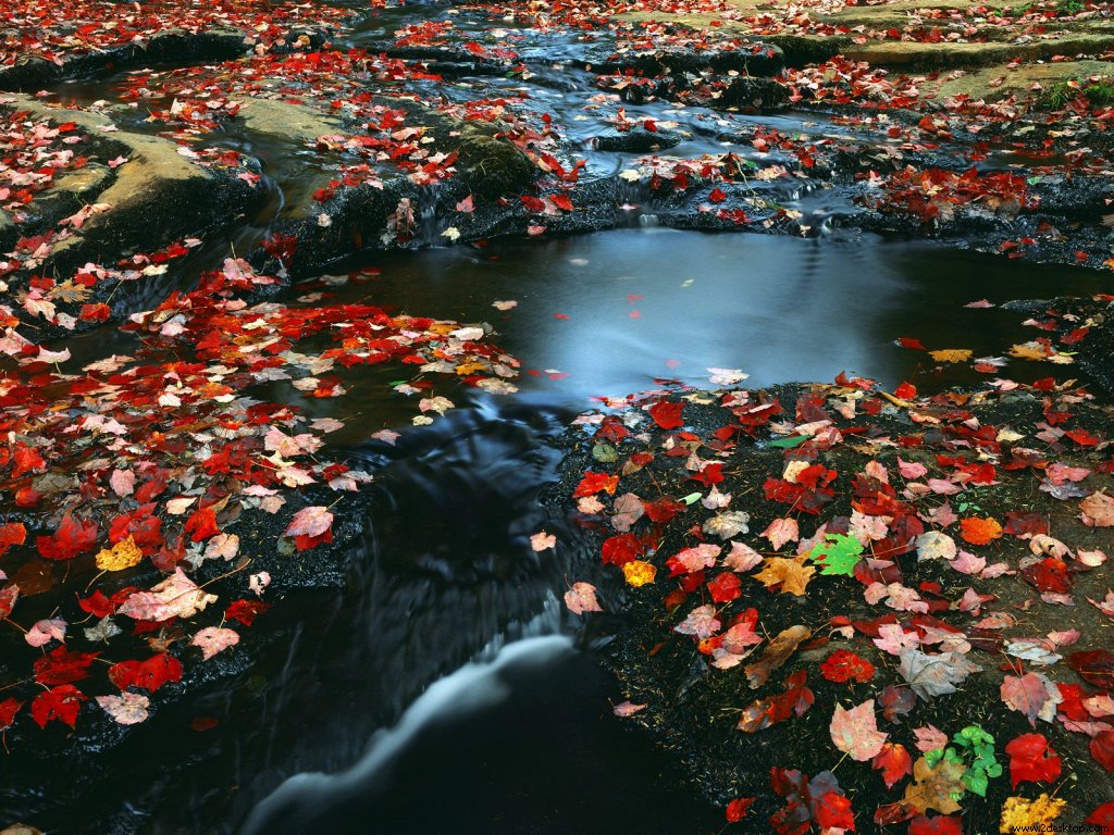 leafcovered_stream_tennessee_7212_1024_768.jpg