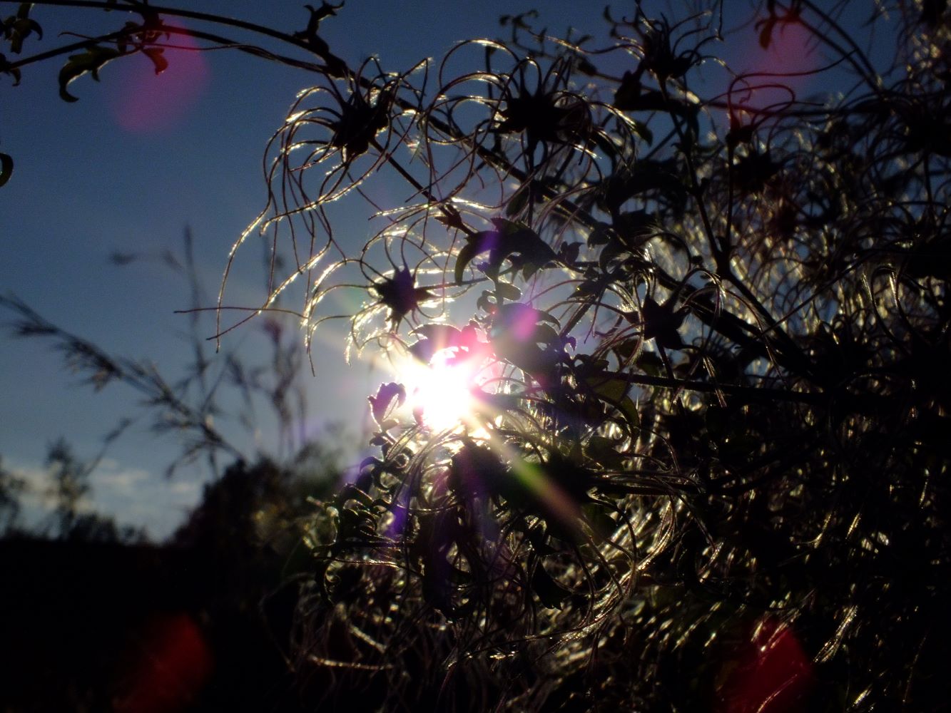 sonne_durchs_gestr__uch.jpg