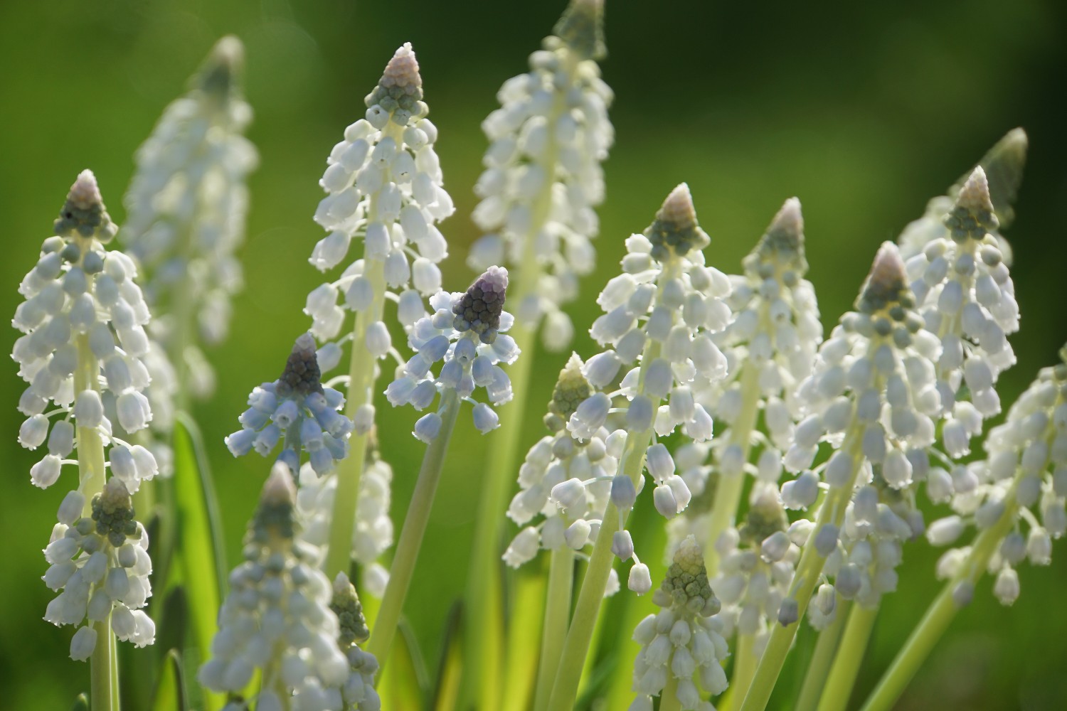 muscari_m__rz_2024.jpg