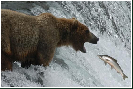 fishingbear.png