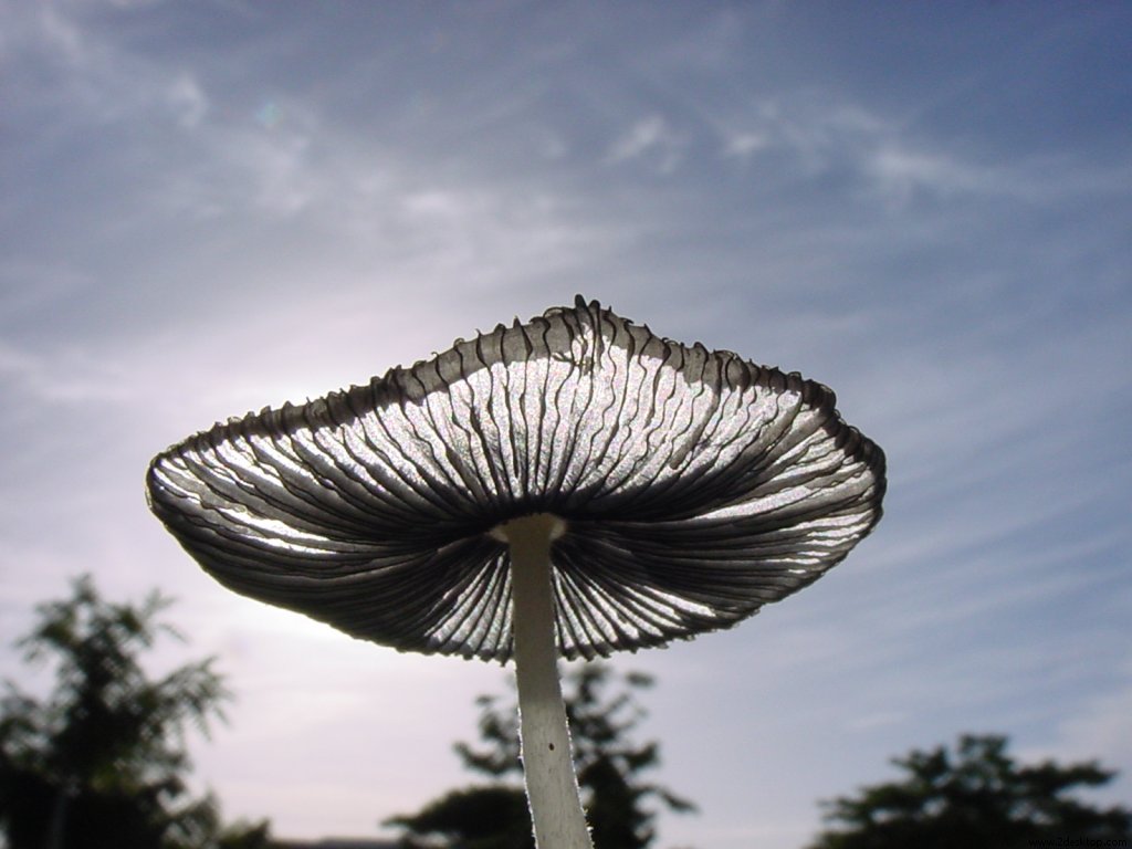 backlit_mushroom_4170_1024_768.jpg