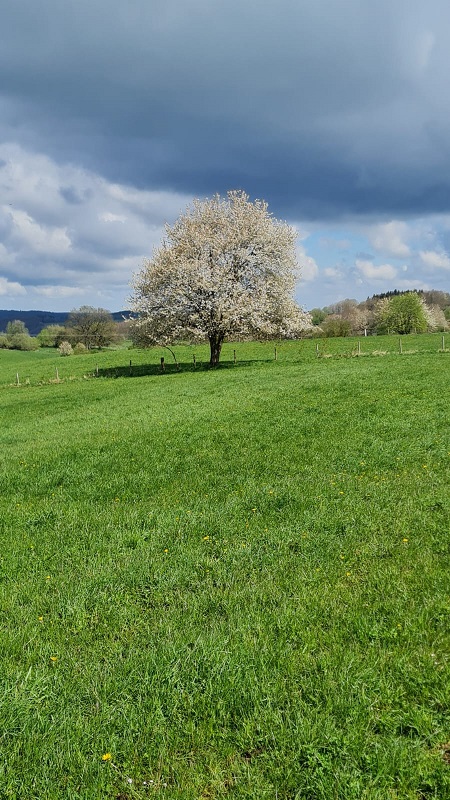 bl__hender_baum.jpg