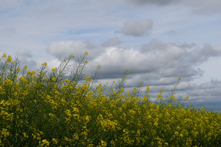 raps_wolken2_mai_2024_1.jpg