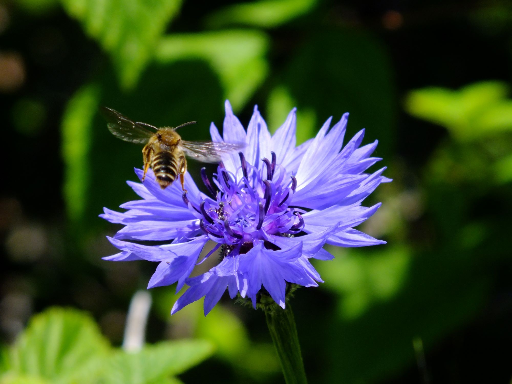 kornblume_mit_biene.jpg