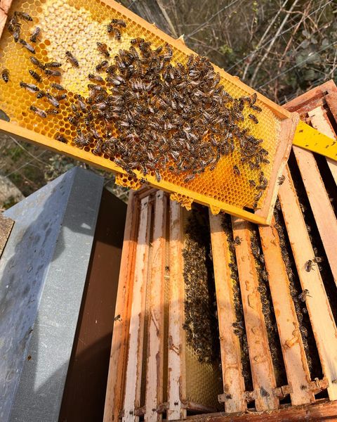 1_bienen.jpg