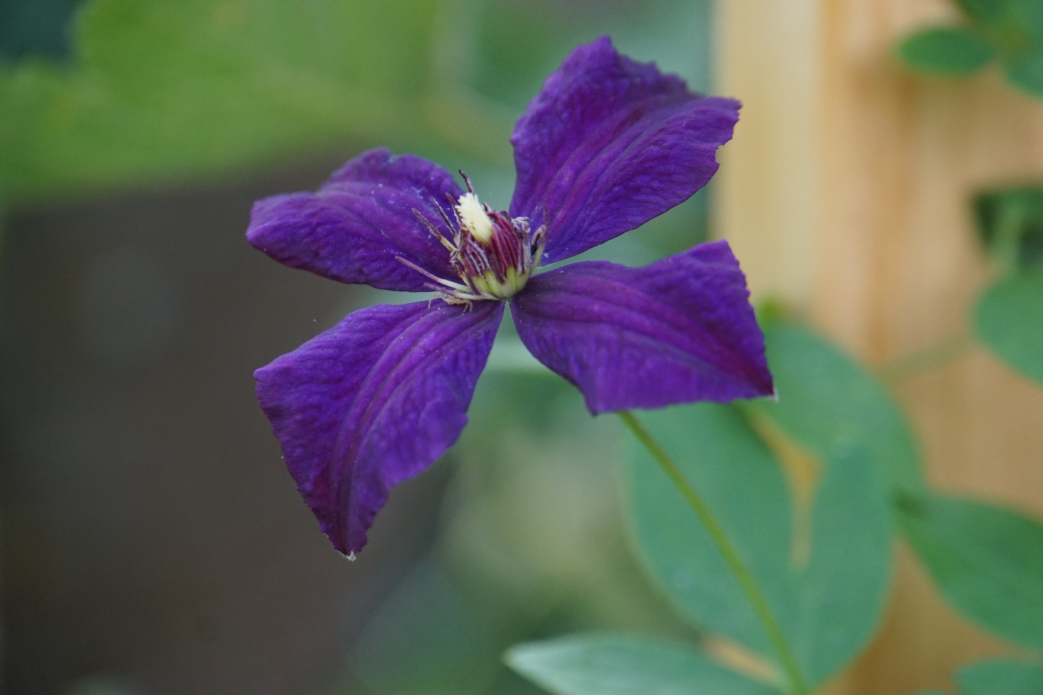 clematis_juli_2024.jpg