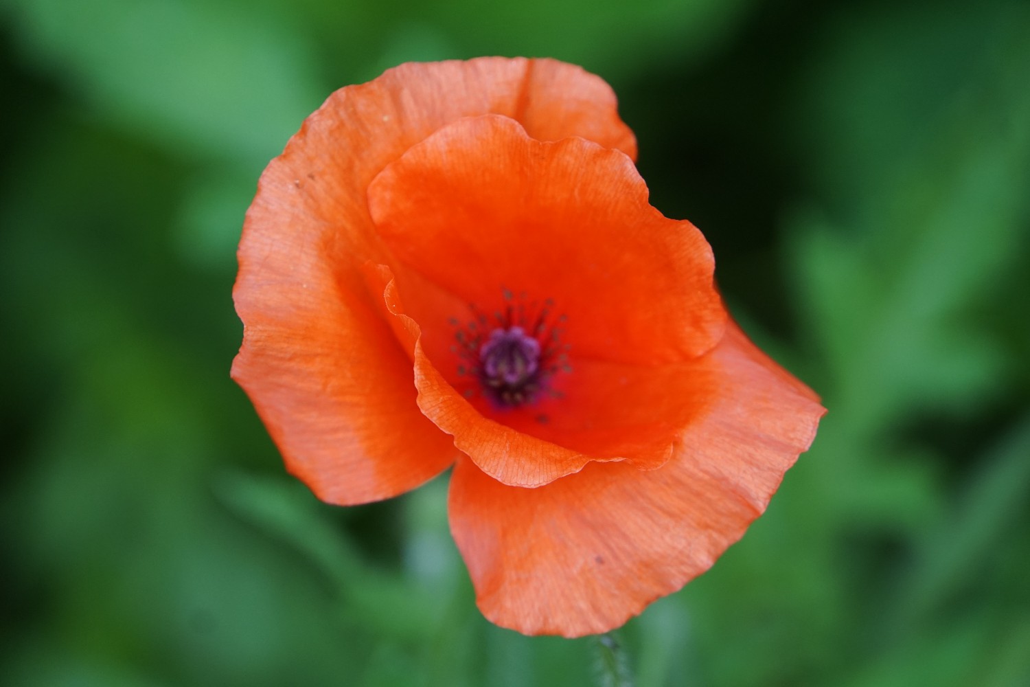 klatschmohn_juli_2024.jpg