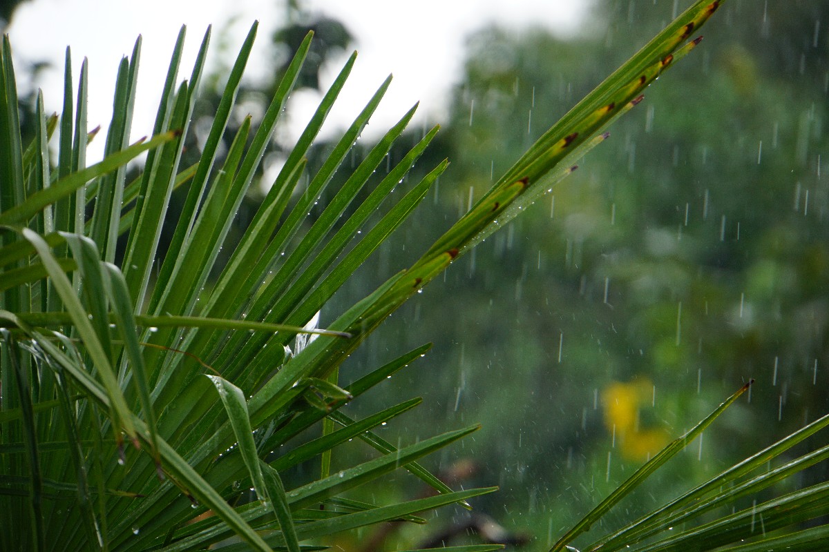 regen_palme_juli_2024.jpg