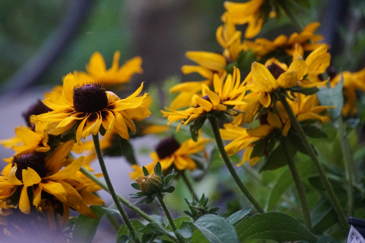 rudbeckia_august_2024.jpg