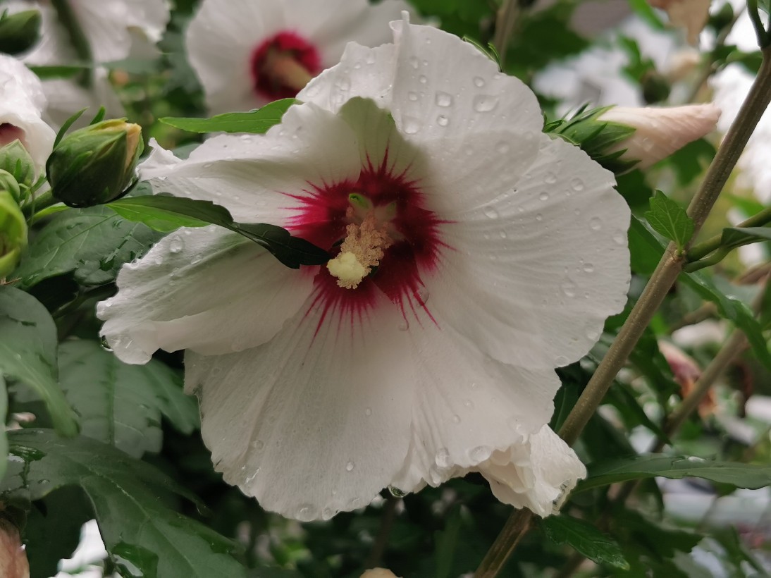 hibiskus_august_2024.jpg