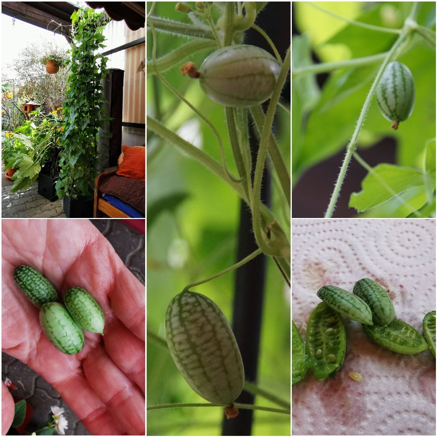 cucamelon_juli_2024_1.jpg