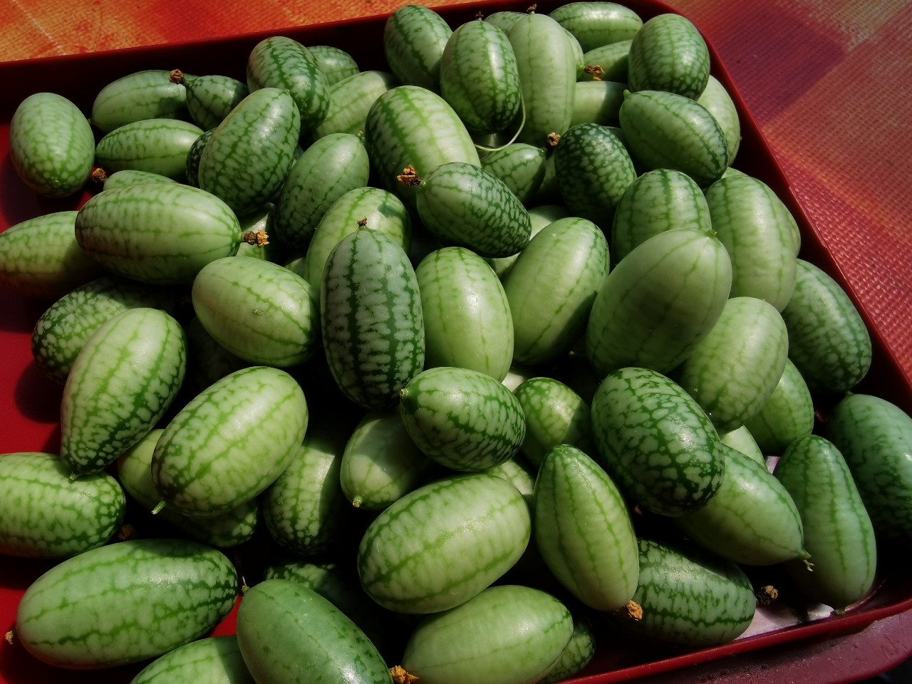 cucamelon_ernte_august_2024.jpg