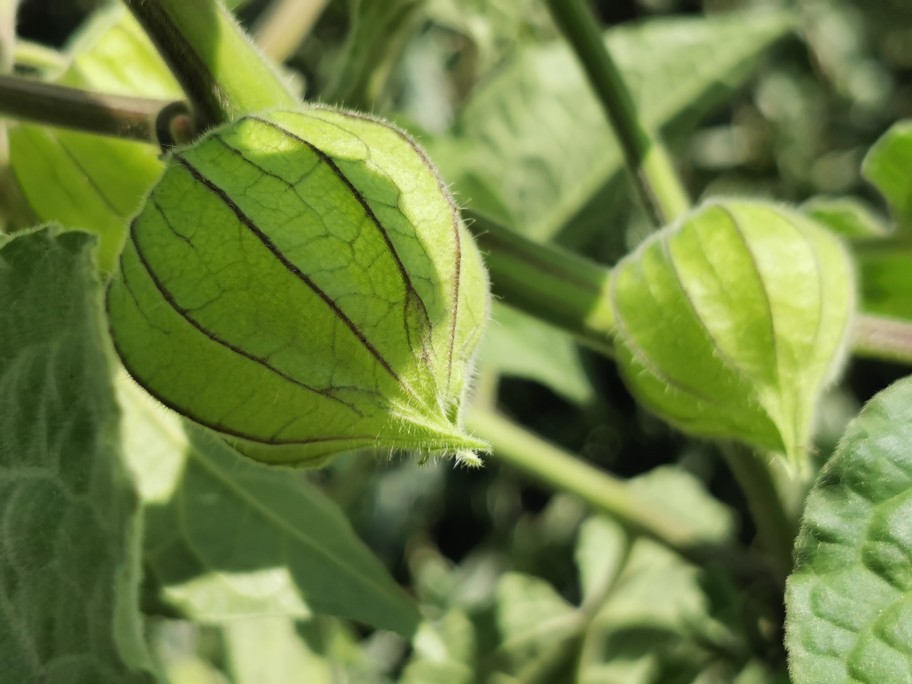 physalis_august_2024.jpg