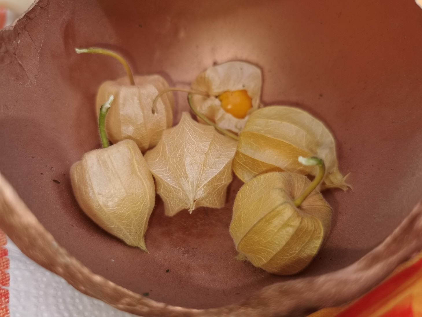 physalis_fr__chte_sep_2024.jpg