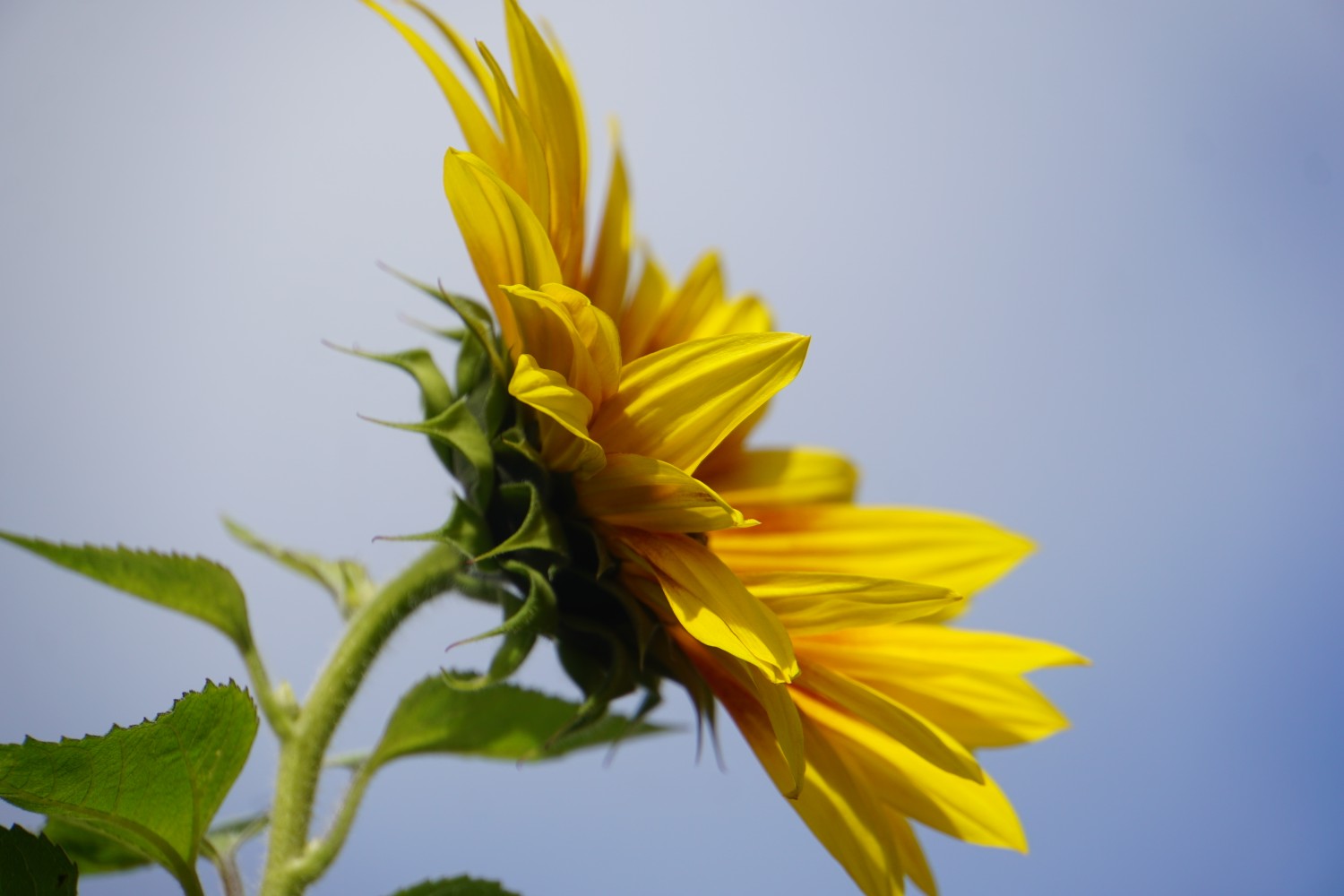 sonnenblume_sep_2024_1.jpg