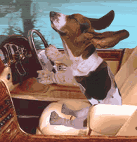 __dog.gif