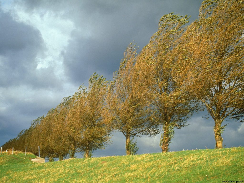 poplars_holland_the_netherlands_6707_1024_76....jpg