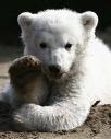 knut.jpg