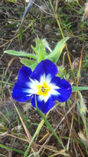 20241020_103243blaue_blume.jpg