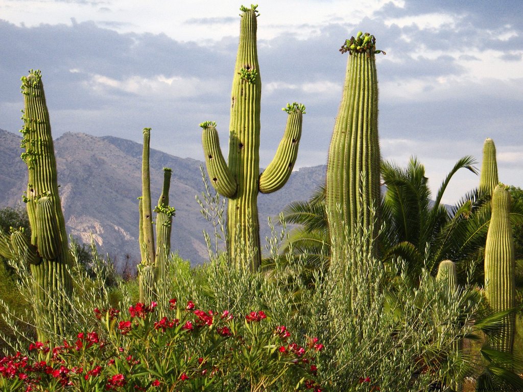 saguaro_cacti_santa_catalina_mountains_tucson....jpg