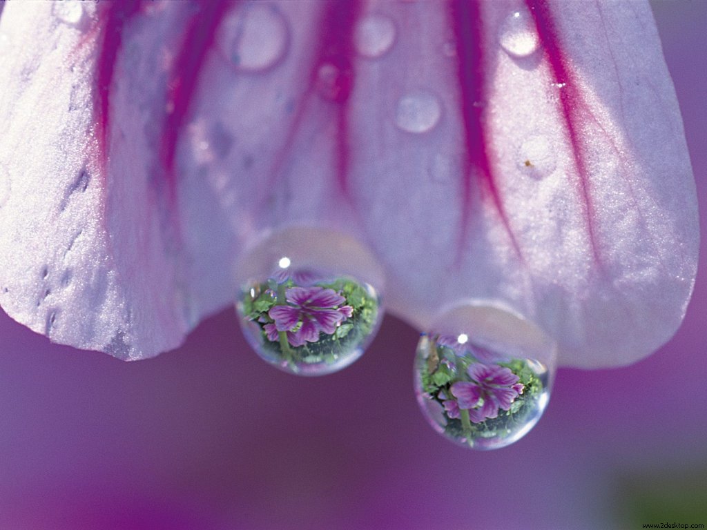 tree_mallow_obuchizawa_yamanashi_japan_564....jpg