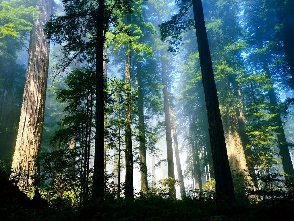 aero_woods_4297_1024_768.jpg