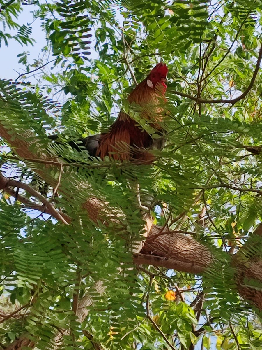 hahn_im_baum.jpg