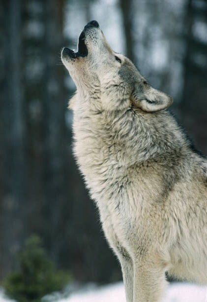 the-gray-wolf-canis-lupus-i211999.jpg