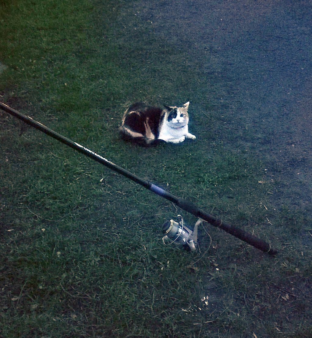 angel_und_katze.jpg