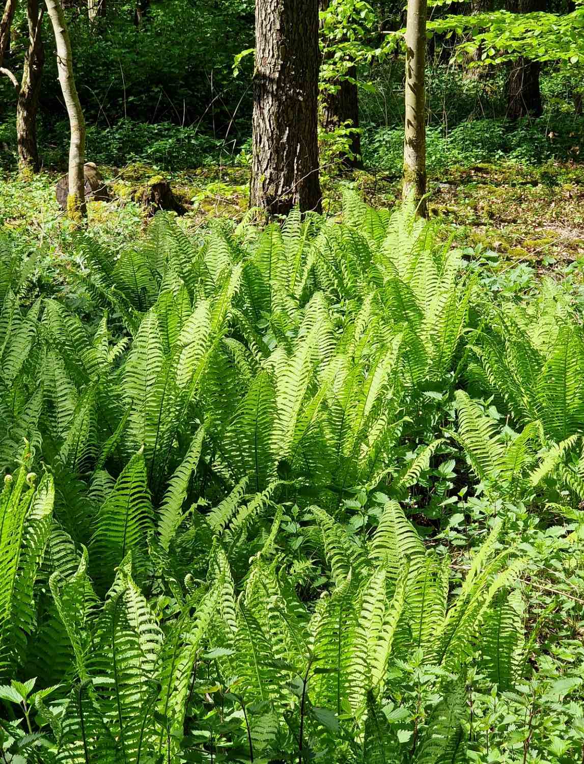 farn_im_wald_april_2025.jpg