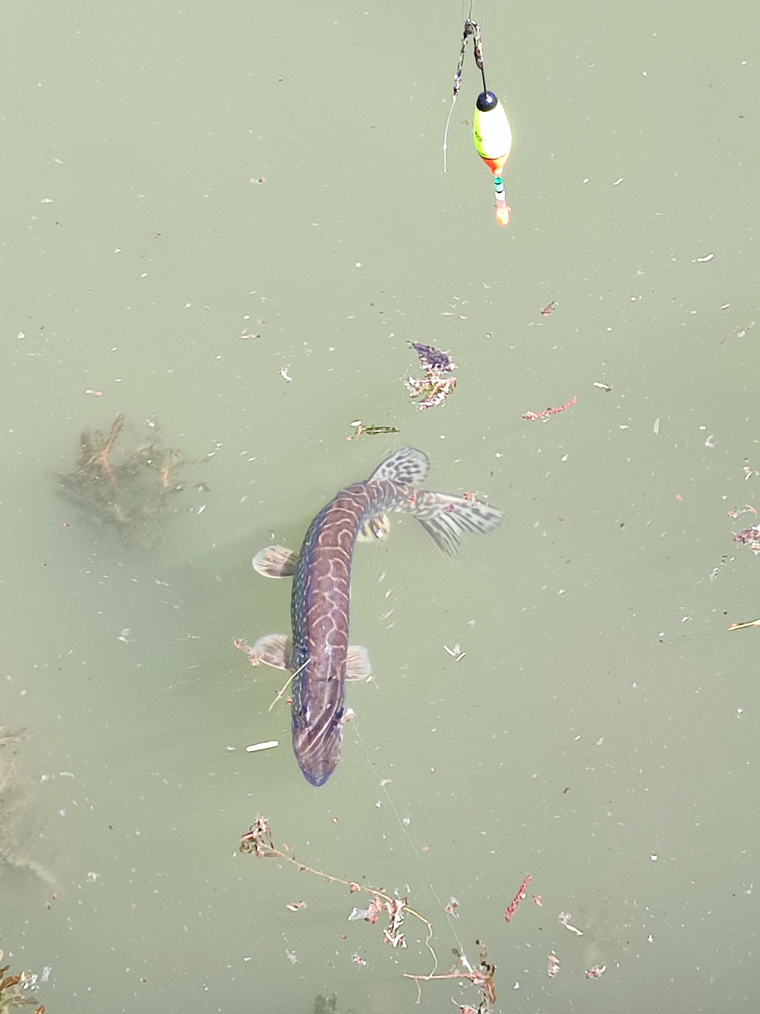 hecht_im_wasser_2025.jpeg