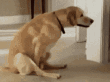img_3955.gif