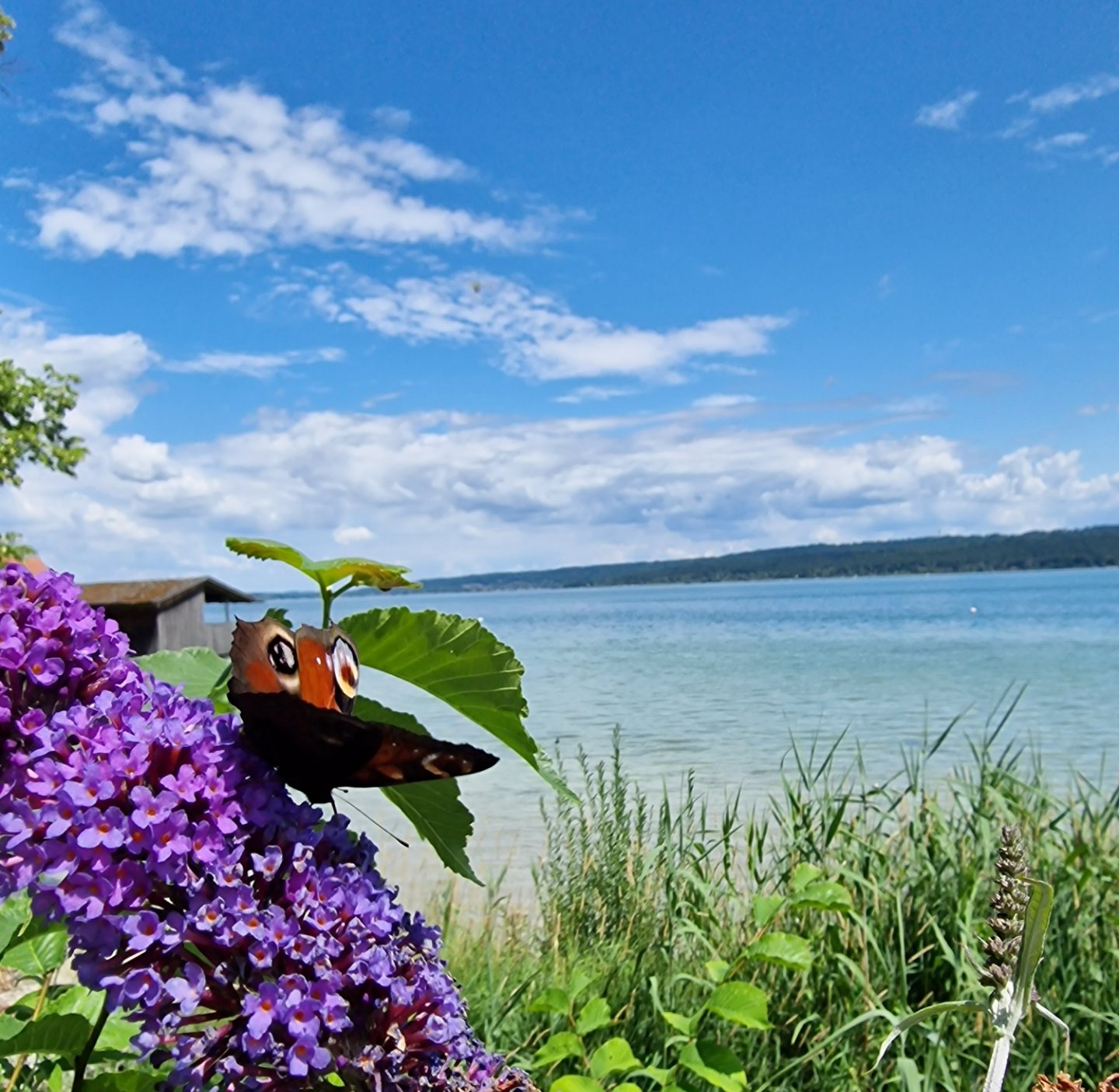 ammersee_12.jpg