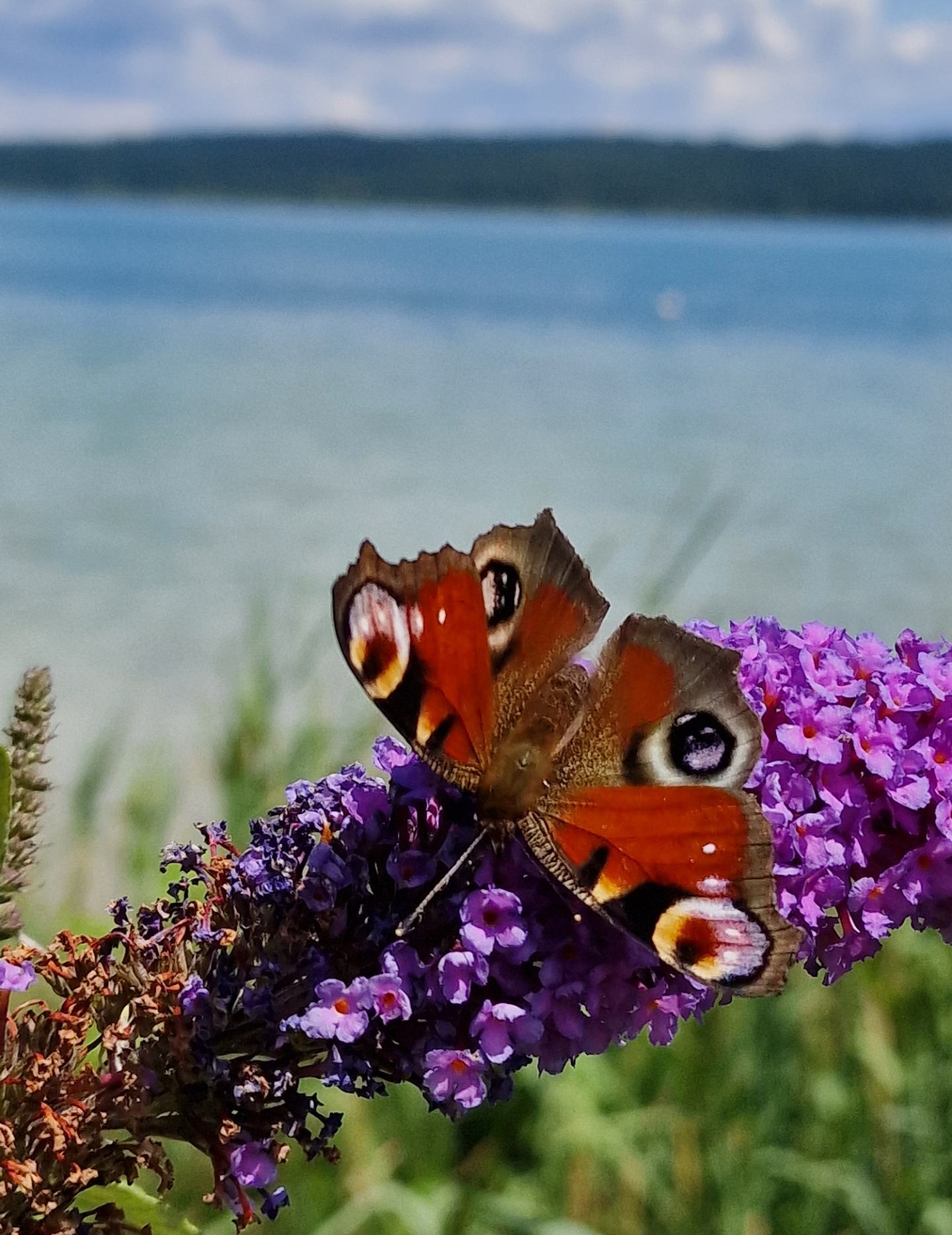 ammersee_12.jpg