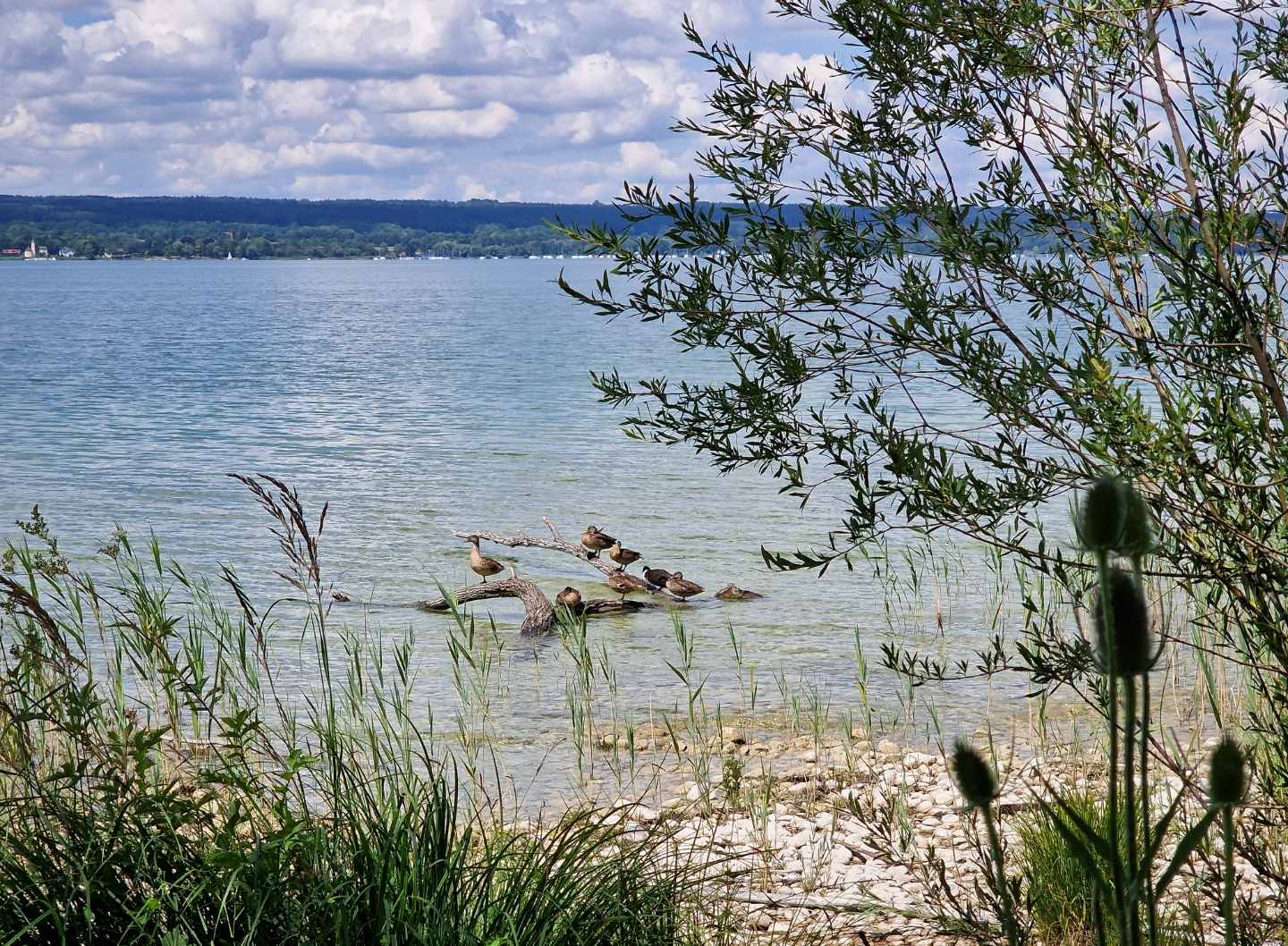 ammersee_12.jpg