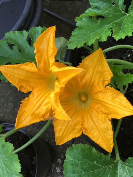 img_3721zuchini3.jpg