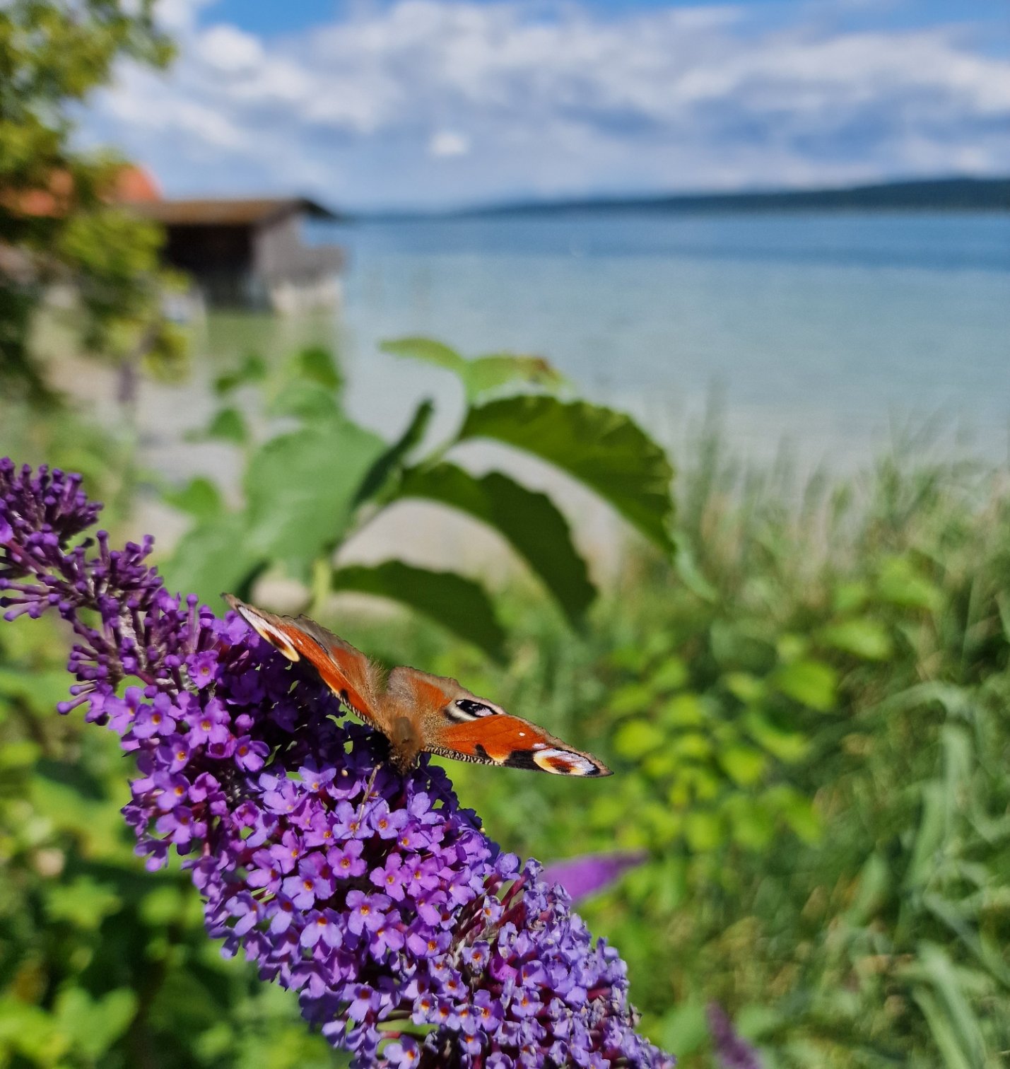 ammersee_12.jpg